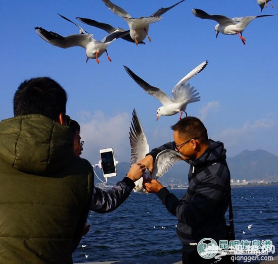 游客在昆明“虐鸥” 抓住海鸥自拍留影