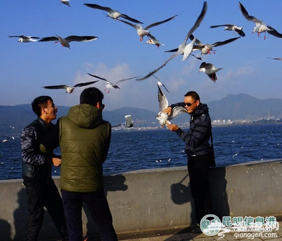 游客在昆明“虐鸥” 抓住海鸥自拍留影