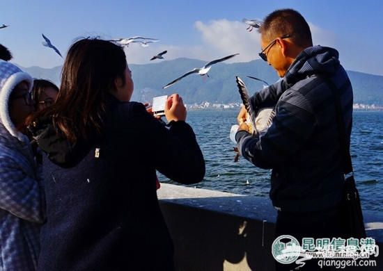 游客在昆明“虐鸥” 抓住海鸥自拍留影