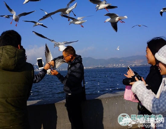 游客在昆明“虐鸥” 抓住海鸥自拍留影