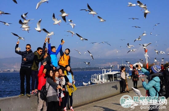 游客在昆明“虐鸥” 抓住海鸥自拍留影