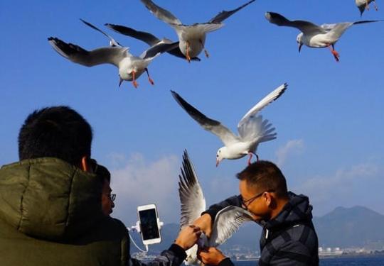 游客在昆明“虐鸥” 抓住海鸥自拍留影