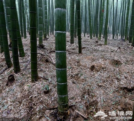 杭州植物园遭挖笋 200多亩的竹园伤痕累累[墙根网]