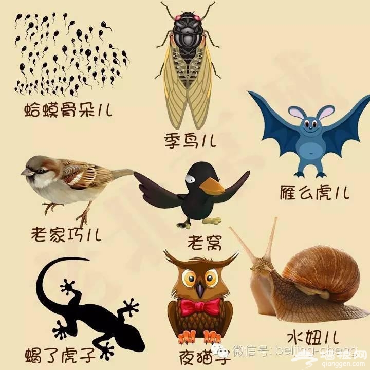 这些北京土语您要都能看懂，算您能个儿！[墙根网]