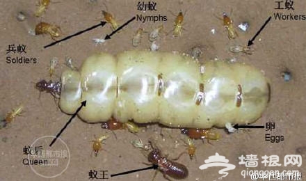泸州地下4米挖出白蚁王国 藏巨型蚁后产子超40年