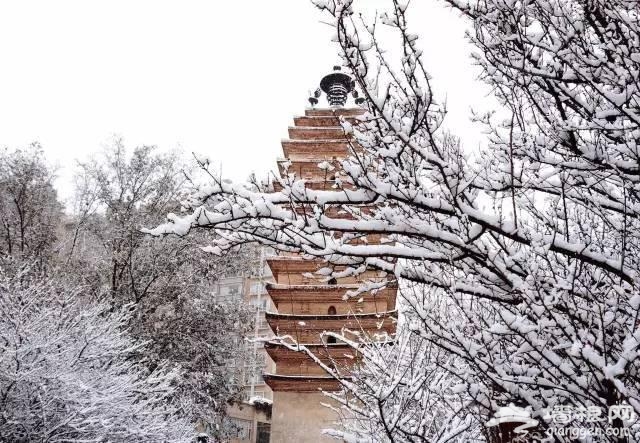 云南下了一场穿越千年的雪[墙根网]