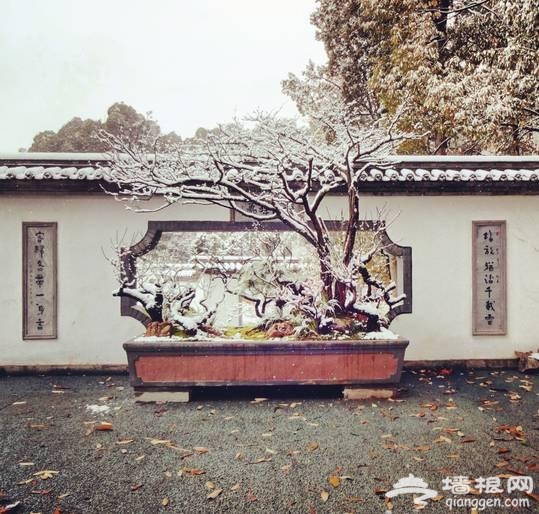 云南下了一场穿越千年的雪[墙根网]