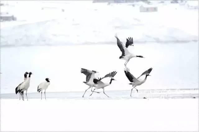 云南下了一场穿越千年的雪[墙根网]
