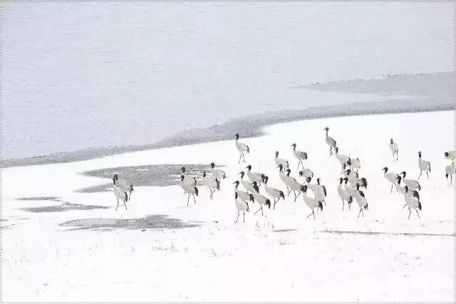 云南下了一场穿越千年的雪[墙根网]