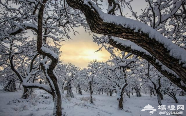 云南下了一场穿越千年的雪[墙根网]