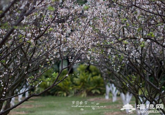 2016年萝岗香雪文化节