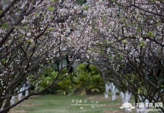 2016年广州萝岗香雪文化节时间 1月中旬将迎来盛花期