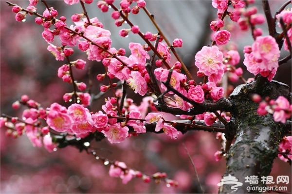 2016贵州荔波梅花节[墙根网]