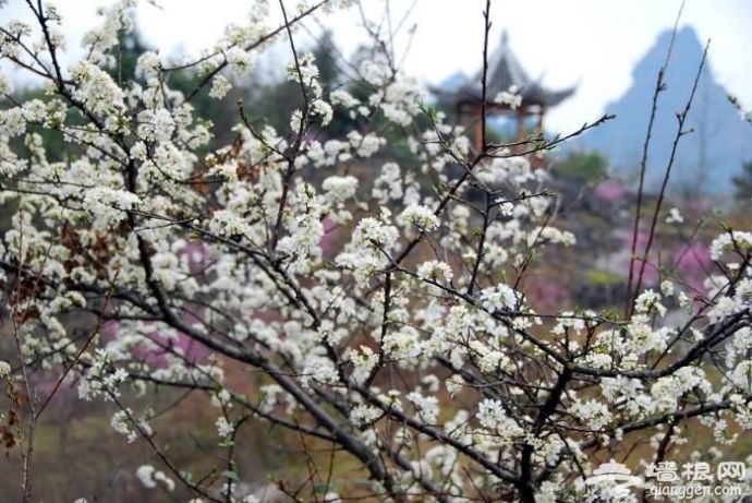 2016贵州荔波梅花节[墙根网]