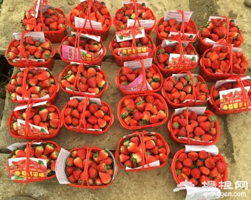 玉峰山草莓节本周六开幕 门票免费