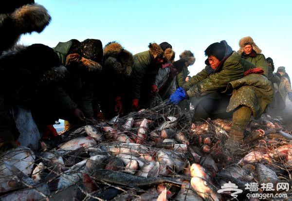 查干湖冰雪渔猎文化旅游节28日在吉林松原拉开帷幕。刚出网的39斤重“头鱼”拍出了788888元人民币的天价。查干湖冬捕始于辽金时期，历经千年迄今仍保留着原始的蒙古族捕鱼方式。在这一天捕捞上来的“头鱼”寓意吉祥，历来都是游客争抢的“彩头”。时间：2015年12月28日-2016年2月底地址：吉林省西北部的前郭尔罗斯蒙古族自治县境内·查干湖
