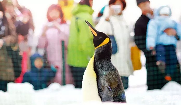 2016陶然亭冰雪嘉年华门票价格、开放时间及娱乐项目