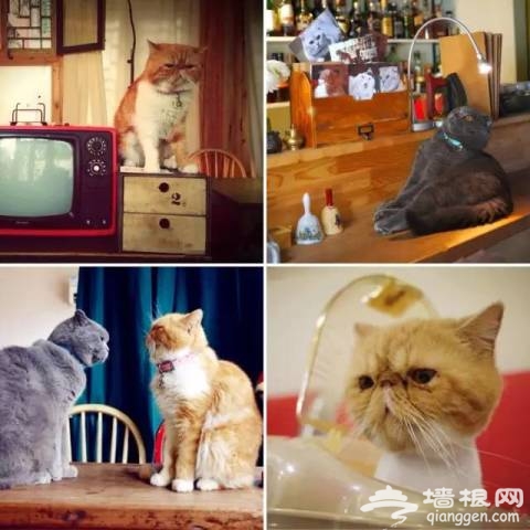 京城10家颜值超高的餐厅，请带好自拍神器！[墙根网]