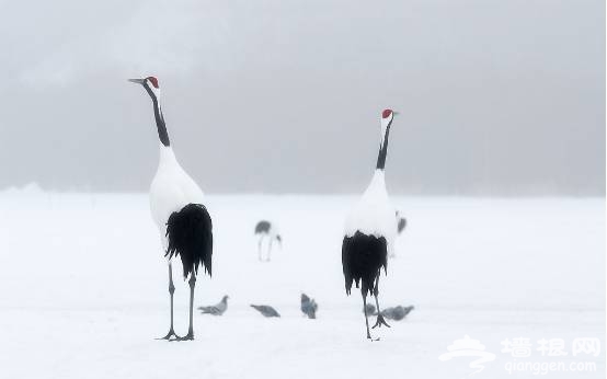 在这些冰雪秘境前，故宫雪景被秒成渣[墙根网]