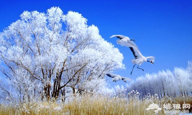 在这些冰雪秘境前，故宫雪景被秒成渣[墙根网]