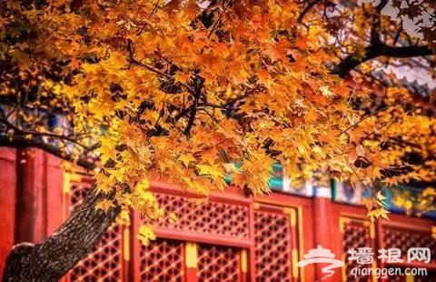震撼京城的香山血案:才女殒落的祸首竟是...