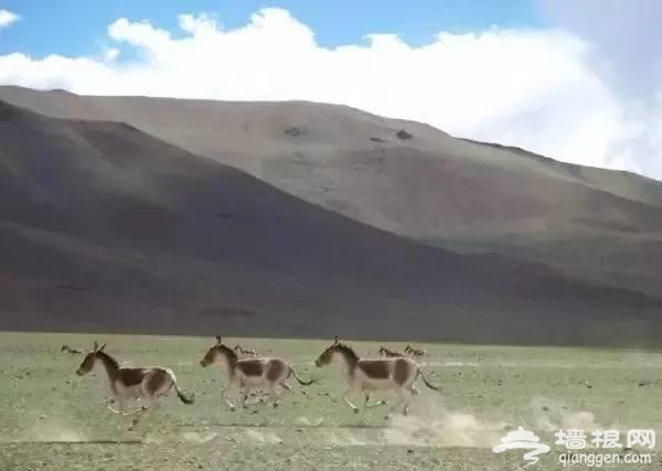 西藏阿里最美22景 你去了几个[墙根网]