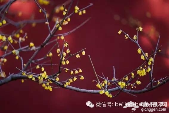 在北京千万不能错过的22件美事！[墙根网]