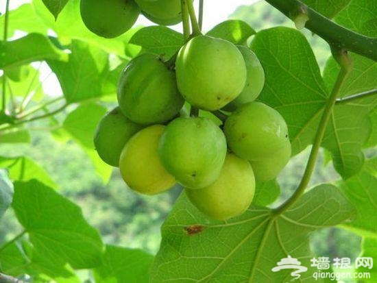 出门旅行必知的致命水果,别拿小命开玩笑~
