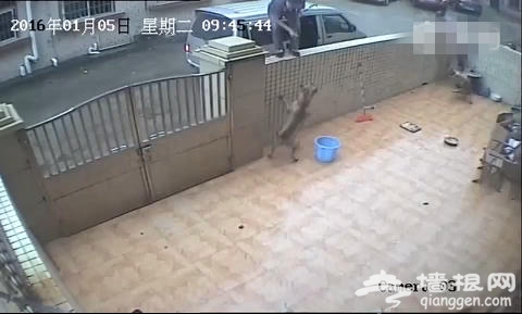 网曝北京有人光天化日下偷狗！[墙根网]