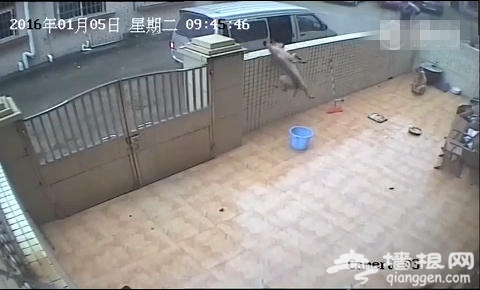 网曝北京有人光天化日下偷狗！[墙根网]