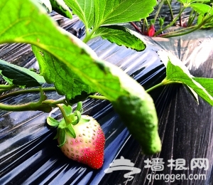 京产草莓一月中旬成熟 将大规模面市[墙根网]