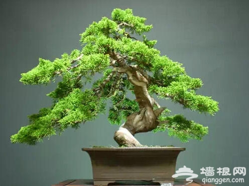 北京人注意啦！新年千万别往家里放这些花