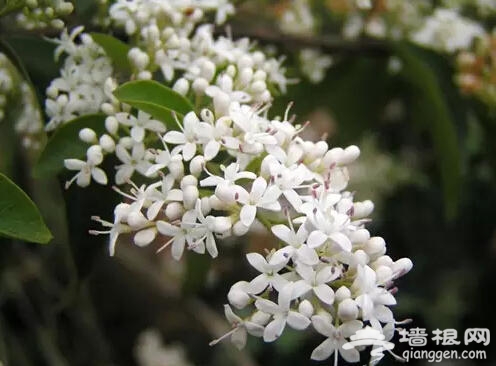 北京人注意啦！新年千万别往家里放这些花[墙根网]