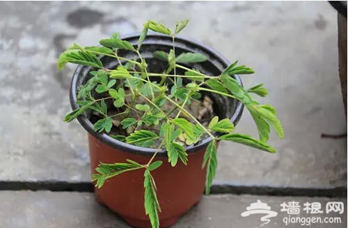 北京人注意啦！新年千万别往家里放这些花[墙根网]