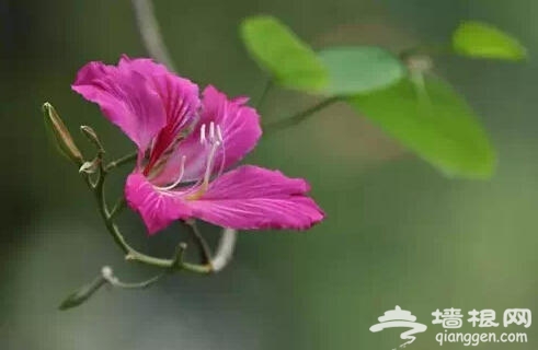 北京人注意啦！新年千万别往家里放这些花[墙根网]