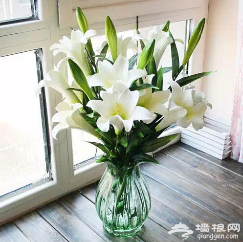 北京人注意啦！新年千万别往家里放这些花[墙根网]