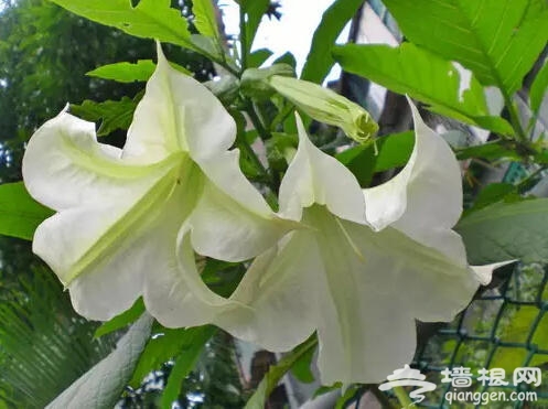 北京人注意啦！新年千万别往家里放这些花[墙根网]