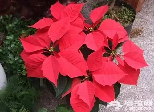 北京人注意啦！新年千万别往家里放这些花[墙根网]