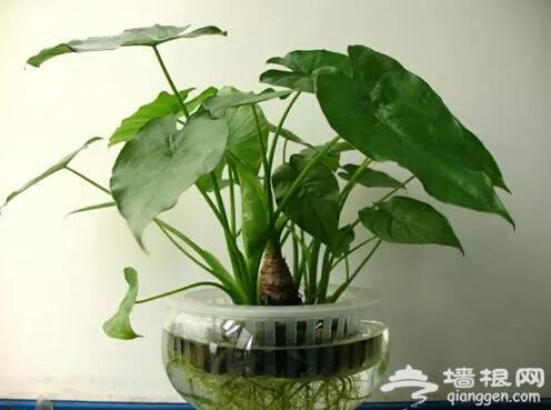 北京人注意啦！新年千万别往家里放这些花[墙根网]