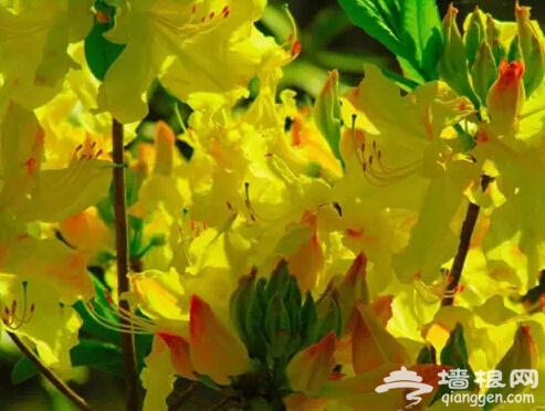 北京人注意啦！新年千万别往家里放这些花[墙根网]