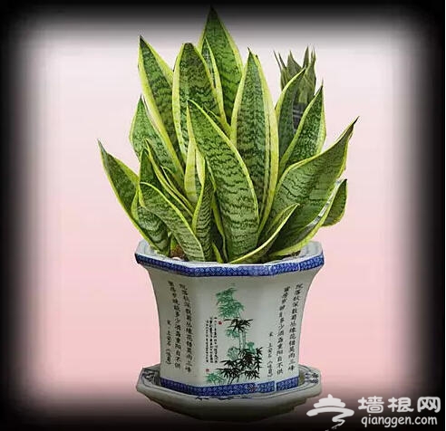 北京人注意啦！新年千万别往家里放这些花[墙根网]