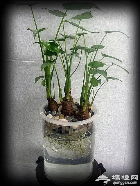 北京人注意啦！新年千万别往家里放这些花[墙根网]