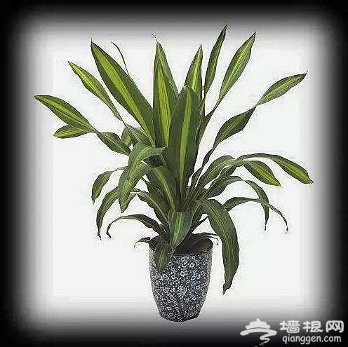 北京人注意啦！新年千万别往家里放这些花[墙根网]