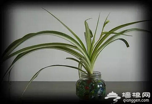 北京人注意啦！新年千万别往家里放这些花[墙根网]