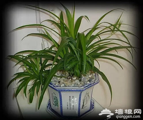 北京人注意啦！新年千万别往家里放这些花[墙根网]
