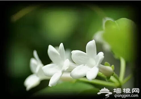 北京人注意啦！新年千万别往家里放这些花[墙根网]