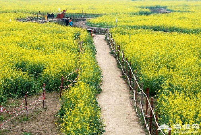 2016第四届桥头油菜花节即将拉开序幕[墙根网]