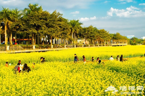 2016第四届桥头油菜花节即将拉开序幕[墙根网]