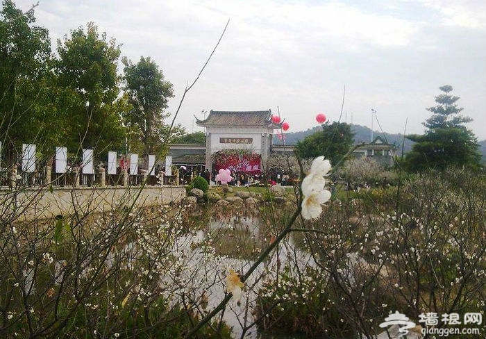 2016广州萝岗香雪梅花节[墙根网]