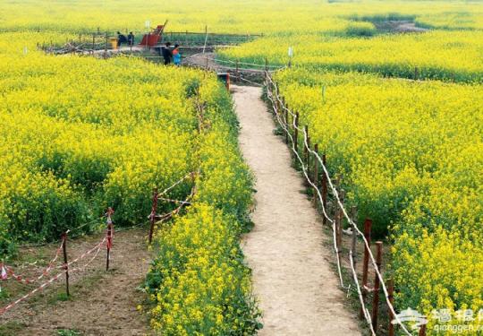 2016第四届桥头油菜花节即将拉开序幕